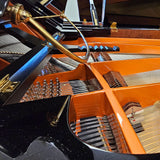 Schimmel CC