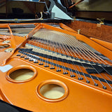 Schimmel CC